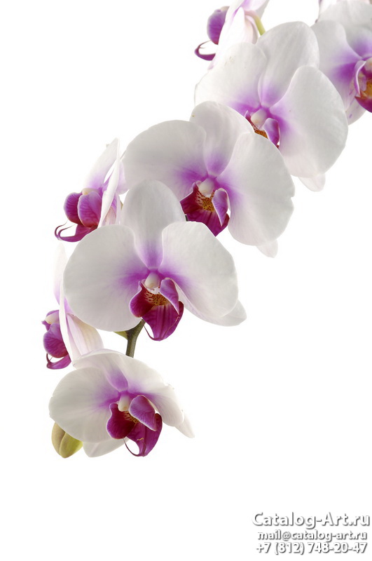Натяжные потолки с фотопечатью - Белые орхидеи 50